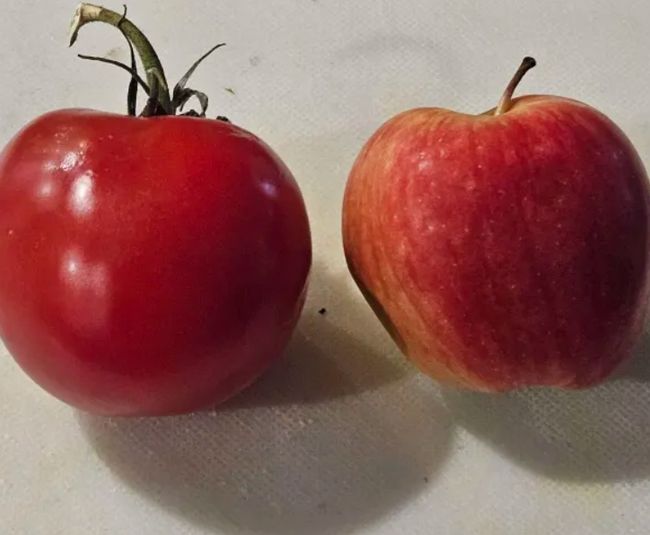 a tomato and an apple
